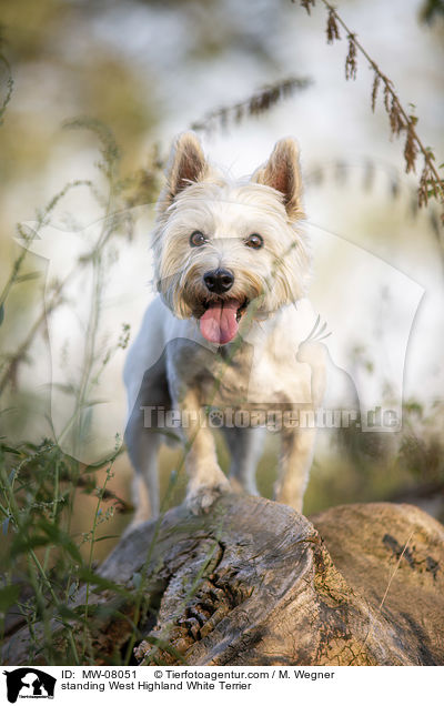 standing West Highland White Terrier / MW-08051