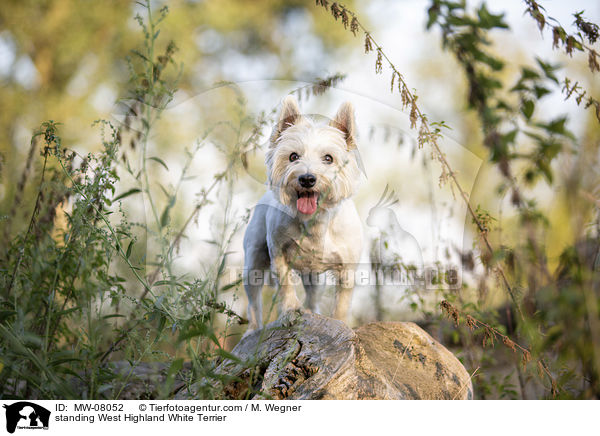 standing West Highland White Terrier / MW-08052