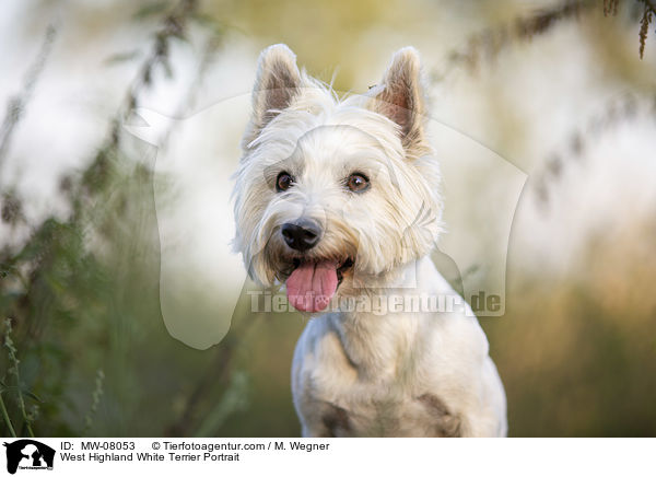 West Highland White Terrier Portrait / MW-08053