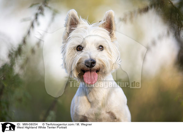 West Highland White Terrier Portrait / MW-08054