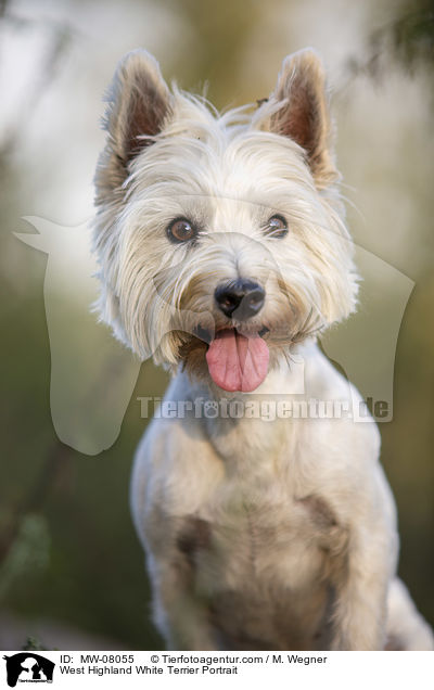 West Highland White Terrier Portrait / MW-08055