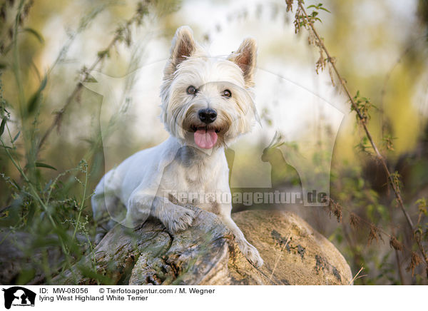 lying West Highland White Terrier / MW-08056
