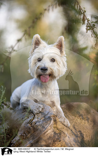 lying West Highland White Terrier / MW-08057