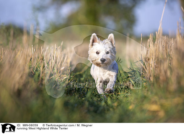 running West Highland White Terrier / MW-08059