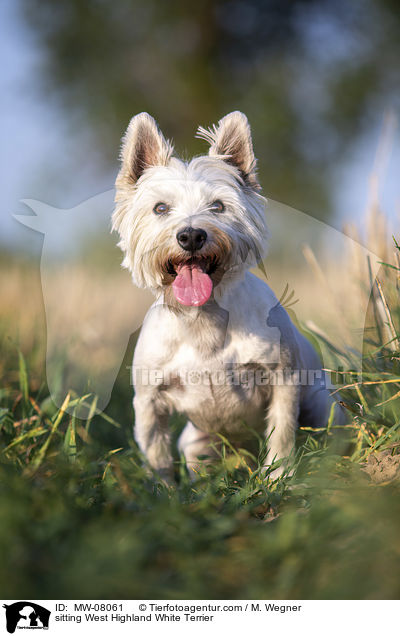 sitting West Highland White Terrier / MW-08061