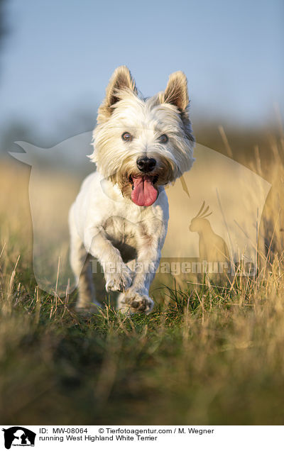 running West Highland White Terrier / MW-08064