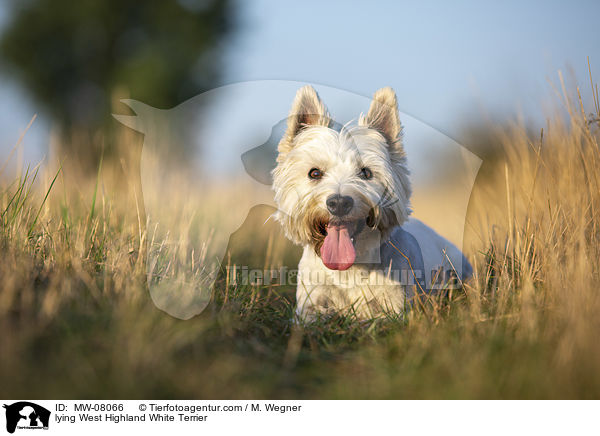 lying West Highland White Terrier / MW-08066