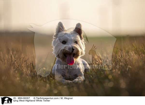 lying West Highland White Terrier / MW-08067