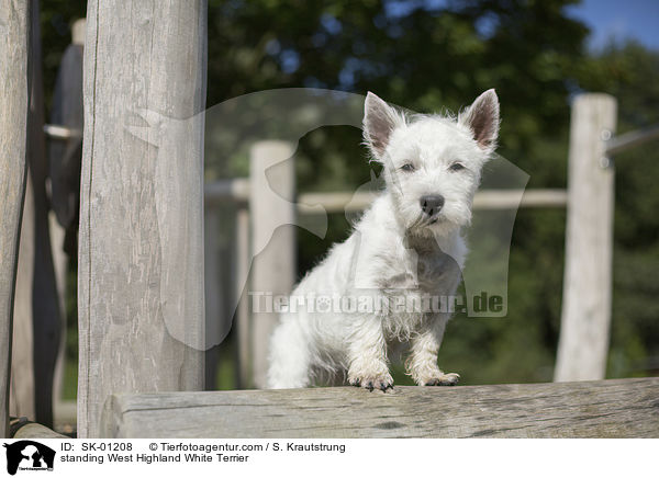 standing West Highland White Terrier / SK-01208