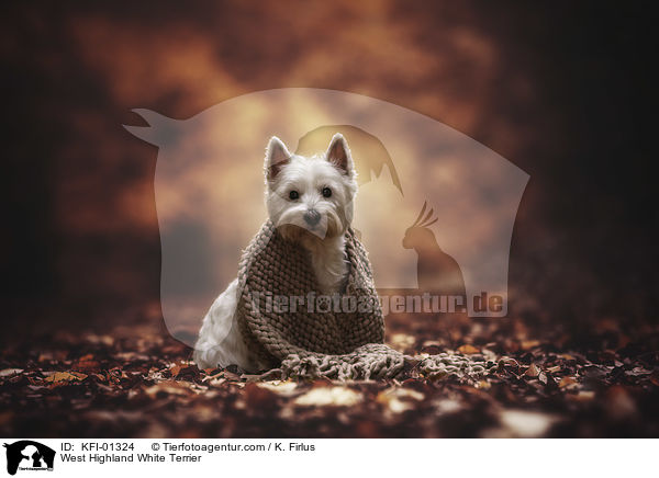 West Highland White Terrier / KFI-01324