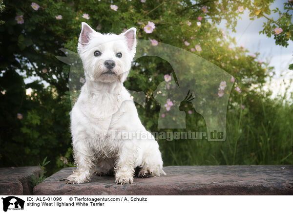 sitting West Highland White Terrier / ALS-01096