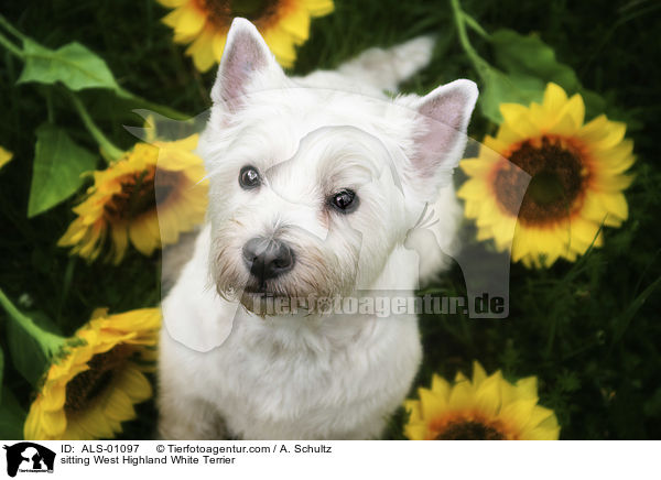 sitting West Highland White Terrier / ALS-01097
