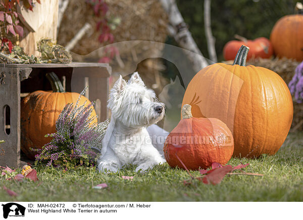 West Highland White Terrier in autumn / MAH-02472