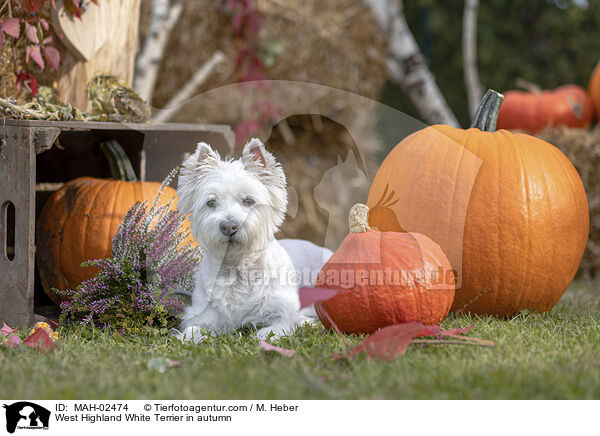 West Highland White Terrier in autumn / MAH-02474