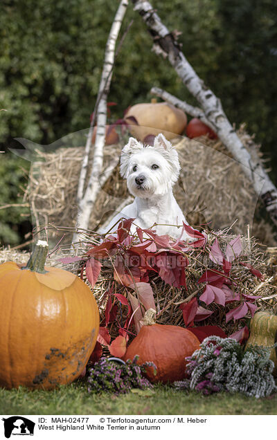 West Highland White Terrier in autumn / MAH-02477