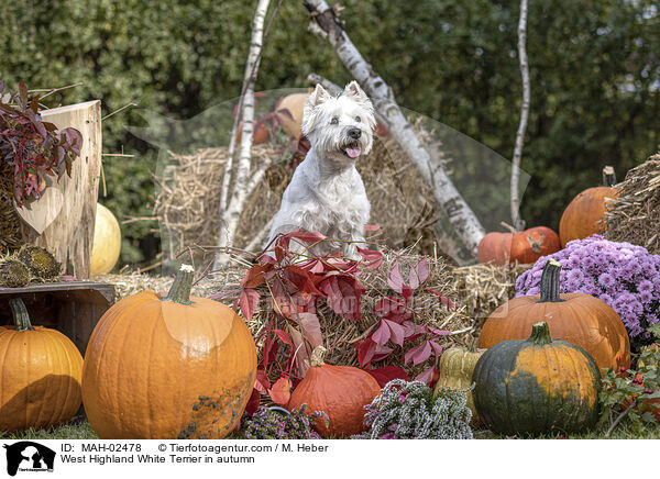 West Highland White Terrier in autumn / MAH-02478