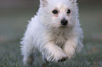 running Westie puppy