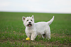 West Highland White Terrier