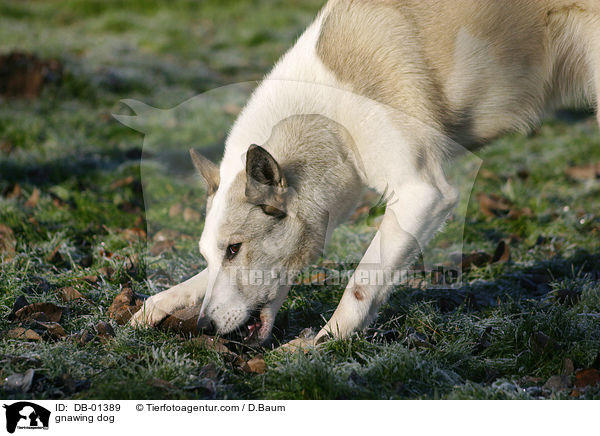 Laika knabbert an Knochen / gnawing dog / DB-01389