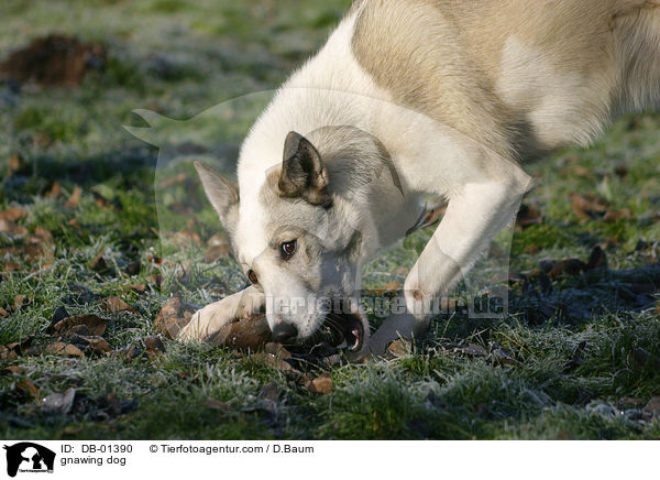 Laika knabbert an Knochen / gnawing dog / DB-01390