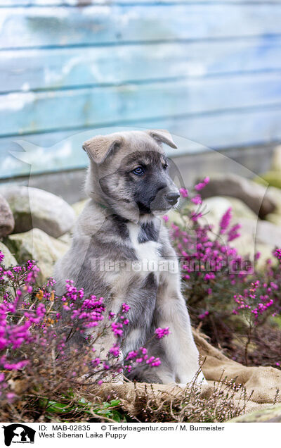 West Siberian Laika Puppy / MAB-02835
