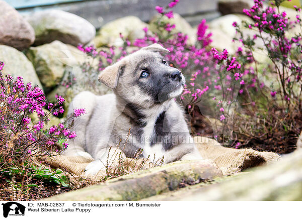 West Siberian Laika Puppy / MAB-02837