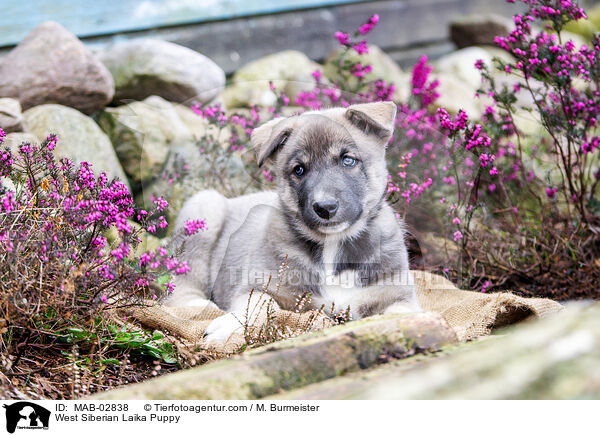 West Siberian Laika Puppy / MAB-02838