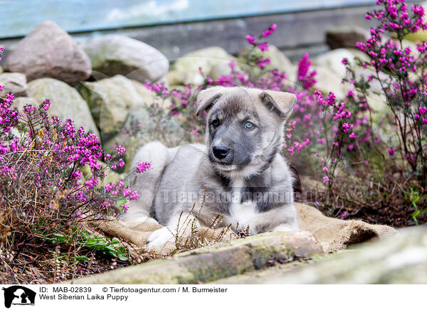 West Siberian Laika Puppy / MAB-02839
