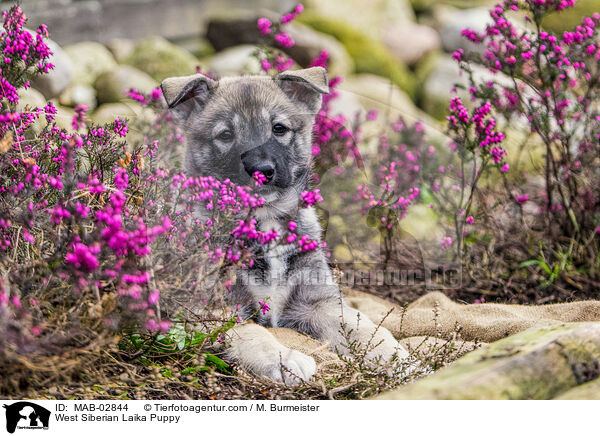 West Siberian Laika Puppy / MAB-02844