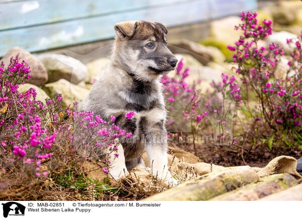 West Siberian Laika Puppy / MAB-02851