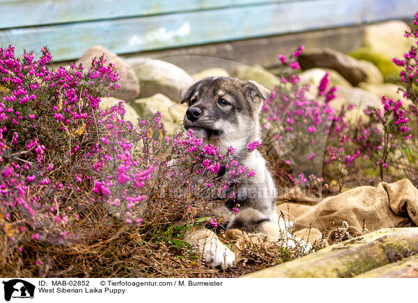 West Siberian Laika Puppy / MAB-02852