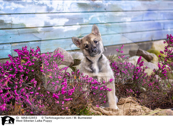 West Siberian Laika Puppy / MAB-02853