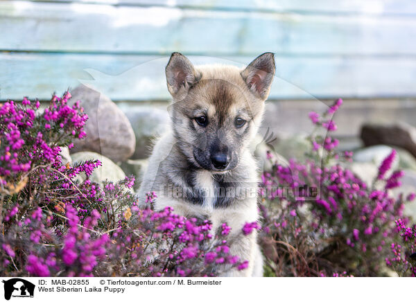 West Siberian Laika Puppy / MAB-02855