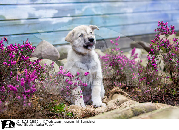 West Siberian Laika Puppy / MAB-02856