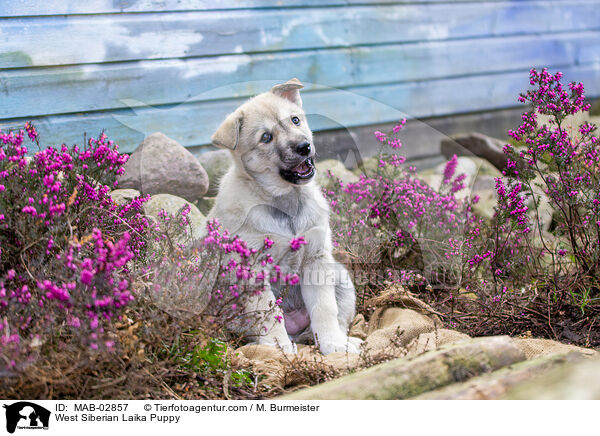 West Siberian Laika Puppy / MAB-02857