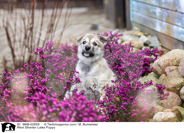 West Siberian Laika Puppy / MAB-02859