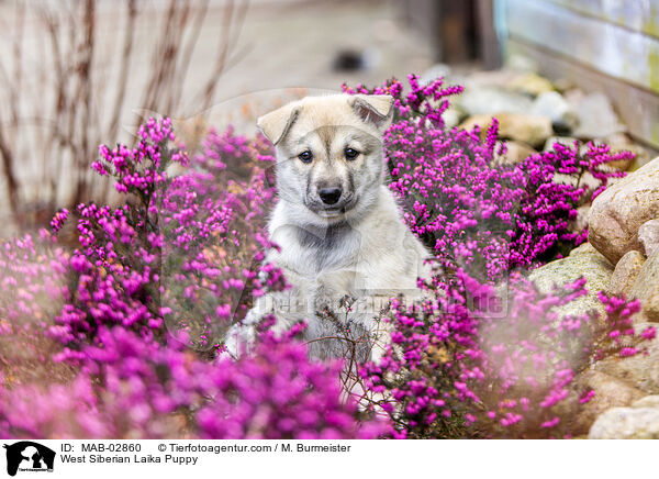 West Siberian Laika Puppy / MAB-02860