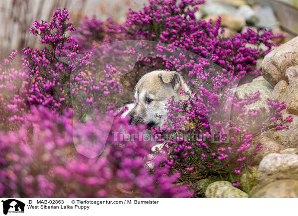 West Siberian Laika Puppy / MAB-02863