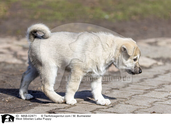 West Siberian Laika Puppy / MAB-02871