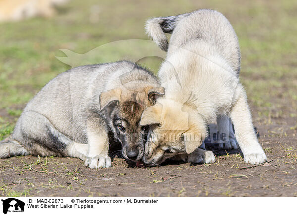 West Siberian Laika Puppies / MAB-02873