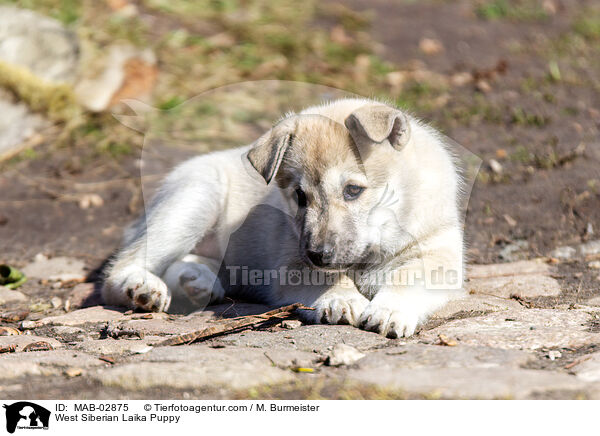 West Siberian Laika Puppy / MAB-02875