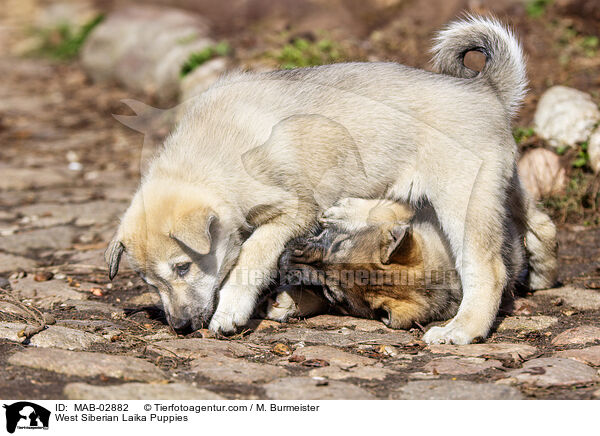West Siberian Laika Puppies / MAB-02882