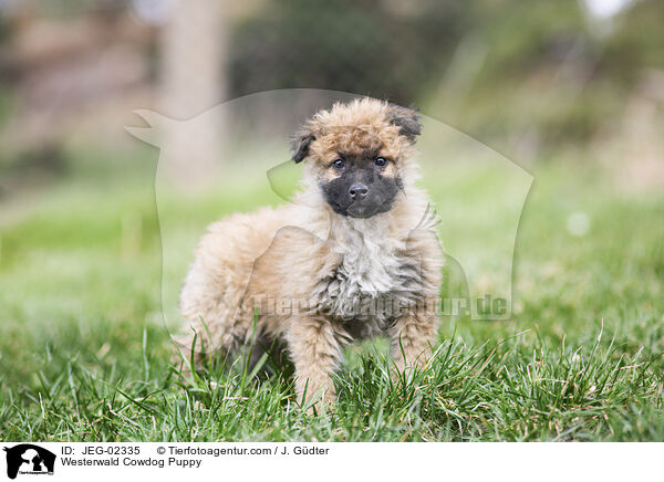 Westerwlder Kuhhund Welpe / Westerwald Cowdog Puppy / JEG-02335