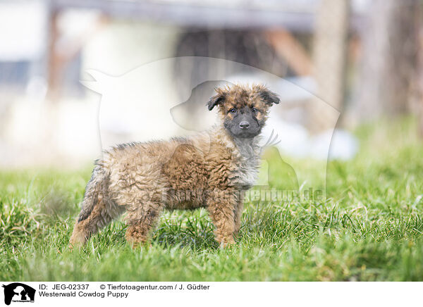 Westerwald Cowdog Puppy / JEG-02337