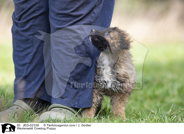 Westerwlder Kuhhund Welpe / Westerwald Cowdog Puppy / JEG-02338