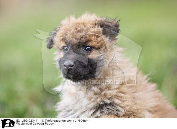 Westerwald Cowdog Puppy / JEG-02341