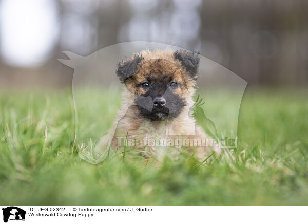 Westerwlder Kuhhund Welpe / Westerwald Cowdog Puppy / JEG-02342