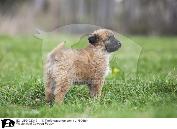 Westerwlder Kuhhund Welpe / Westerwald Cowdog Puppy / JEG-02346