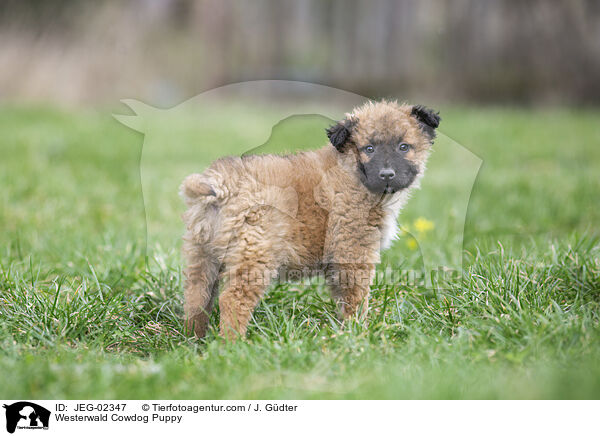 Westerwald Cowdog Puppy / JEG-02347