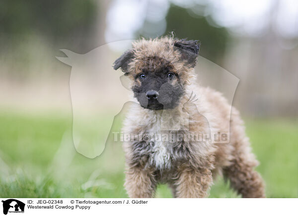 Westerwlder Kuhhund Welpe / Westerwald Cowdog Puppy / JEG-02348
